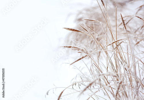 Abstract natural background frozen grass in a blur  on a natural snowy background. winter season  cold frosty weather