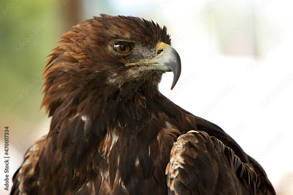 Obraz premium Steinadler