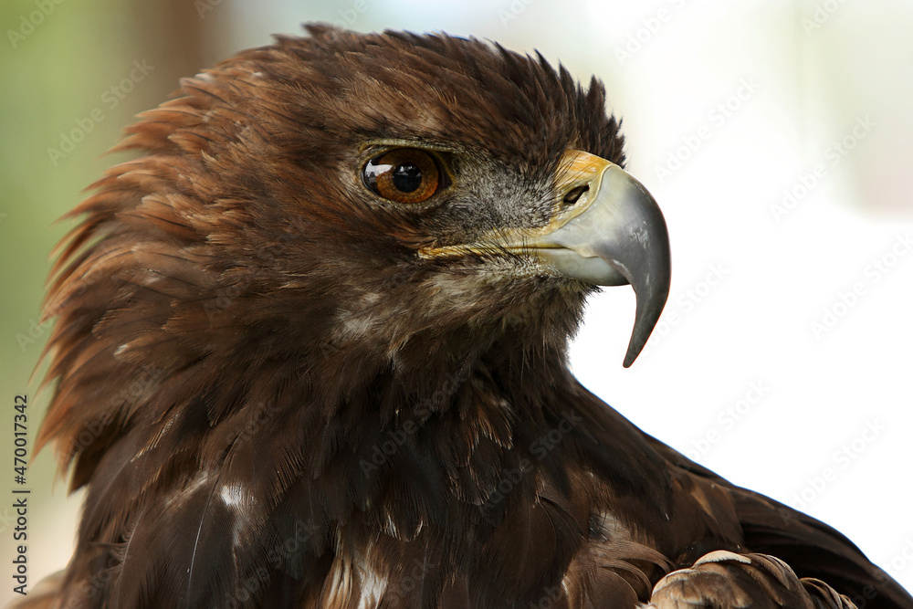 Fototapeta premium Steinadler