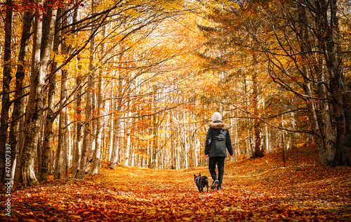 person and french bulldog dog walking in autumn forest