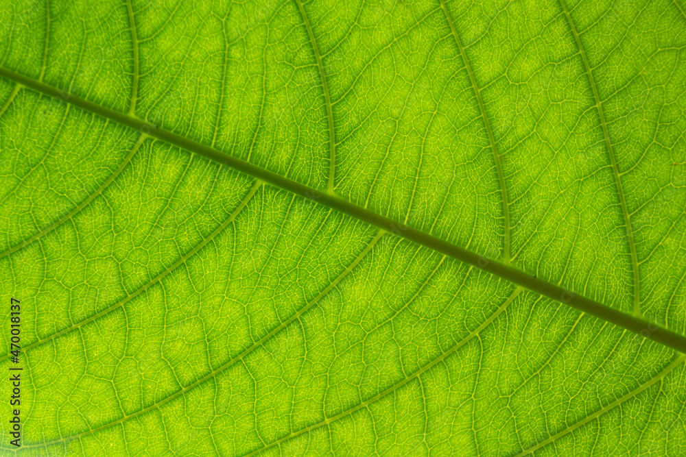 Close up of a large green leaf against the sun showing all the delicate veins and growth patterns Close up of a large green leaf against the sun showing all the delicate veins and growth patterns
