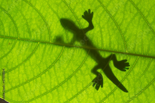 Close up silhouette of a common gecko lizard on a green tropical leaf seen from underneath in the sunlight.