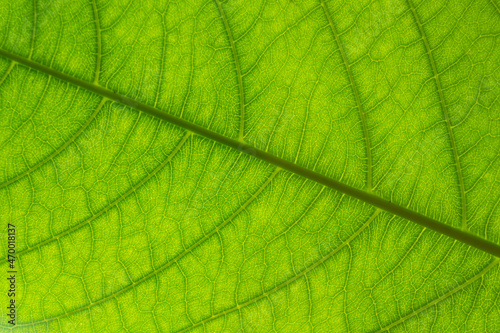 Close up of a large green leaf against the sun showing all the delicate veins and growth patterns