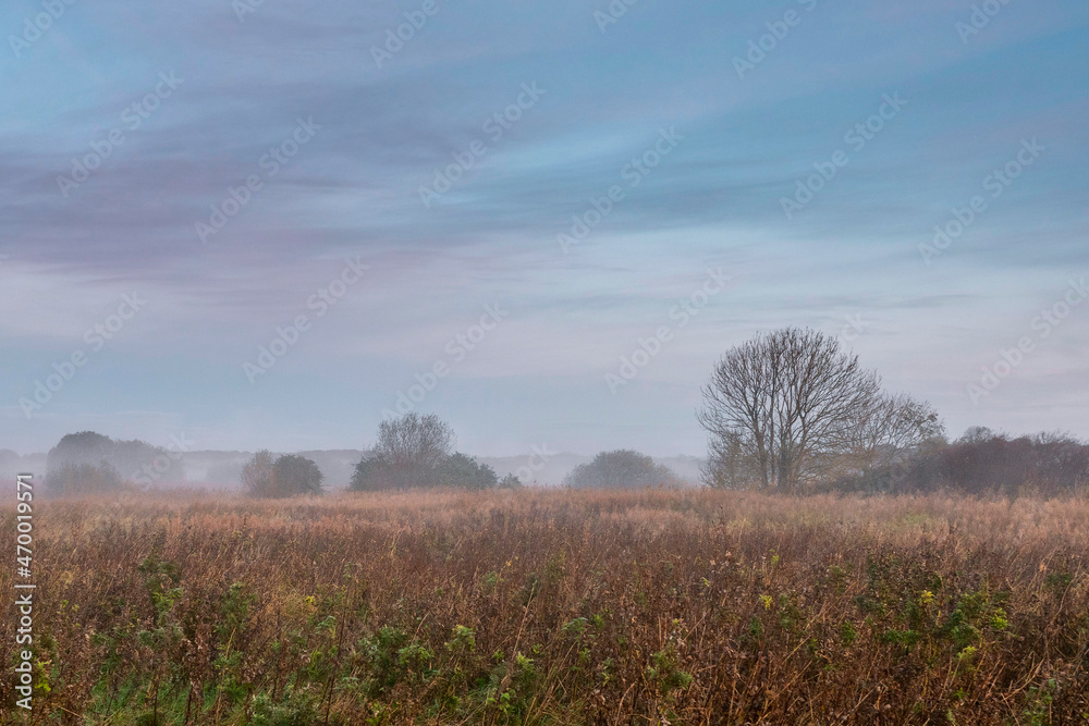 Field with tall orange grass and trees in a fog in the background. Soft pastel cloudy sky. Calm and peaceful mood. Beautiful nature landscape. Nobody. Sunrise time. Field with tall orange grass and trees in a fog in the background. Soft pastel cloudy sky. Calm and peaceful mood. Beautiful nature landscape. Nobody. Sunrise time.