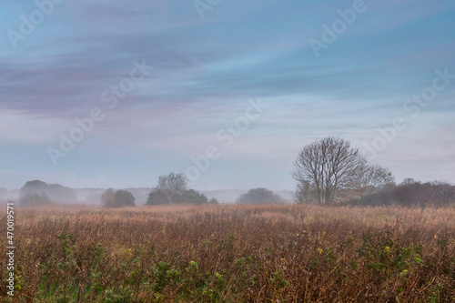 Field with tall orange grass and trees in a fog in the background. Soft pastel cloudy sky. Calm and peaceful mood. Beautiful nature landscape. Nobody. Sunrise time.