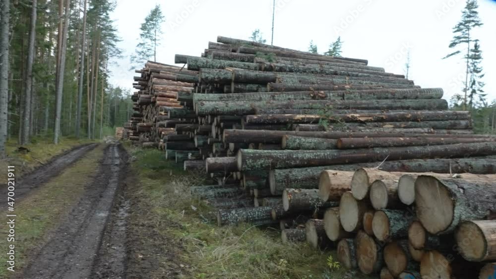 Hundreds of spruce logs on the side of the forest after deforestation in Estonia Hundreds of spruce logs on the side of the forest after deforestation in Estonia
