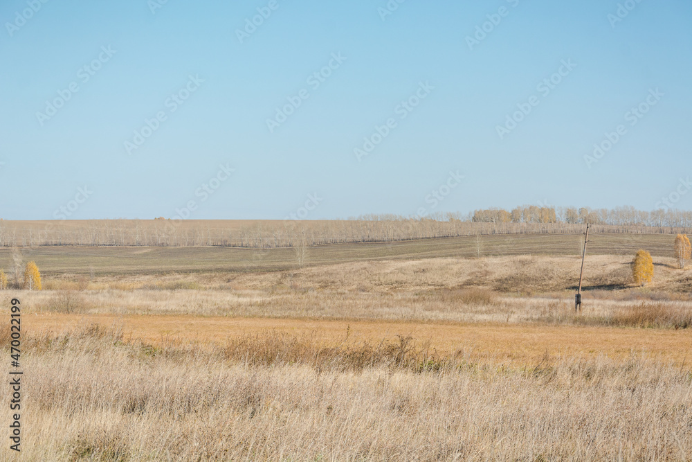Fototapeta premium Autumn landscape. Season. Golden autumn. Beautiful trees. Yellow leaves on the trees. The forest in the distance. Bright colours. The nature of Russia.