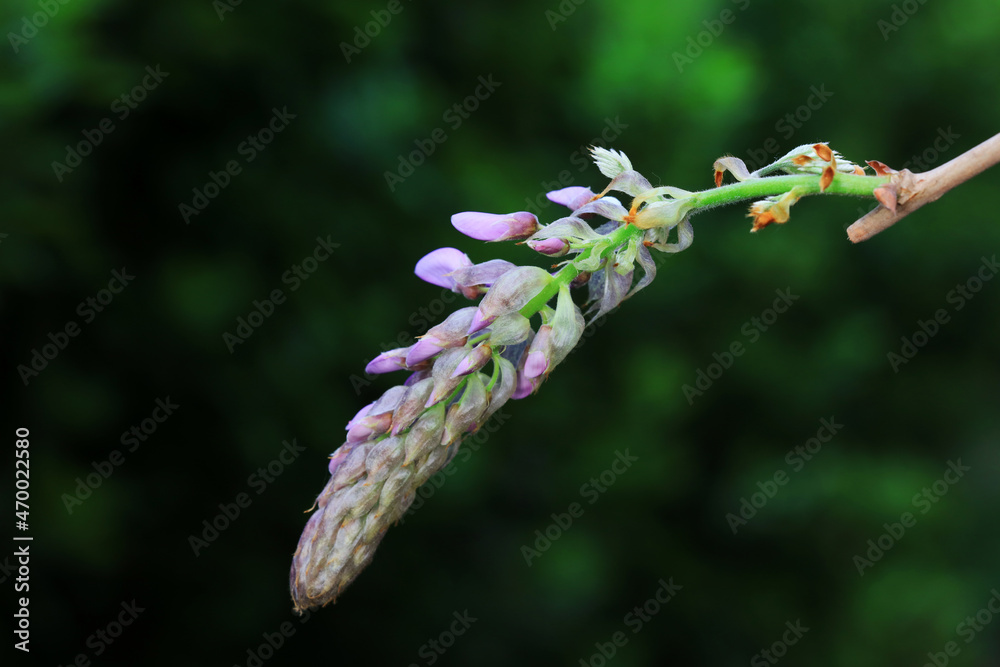 Wisteria flowers are in the botanical garden, North China Wisteria flowers are in the botanical garden, North China