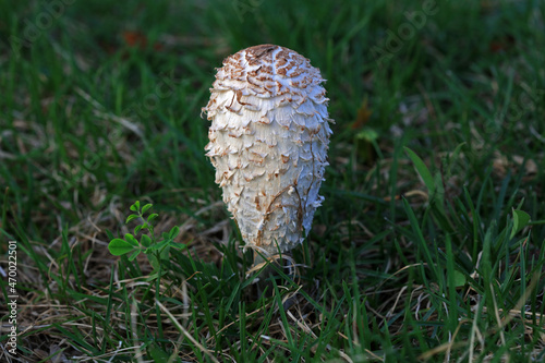 Wild mushrooms in the grass, North China