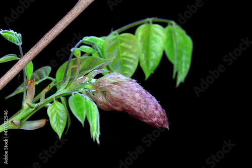 Wisteria flowers are in the botanical garden  North China