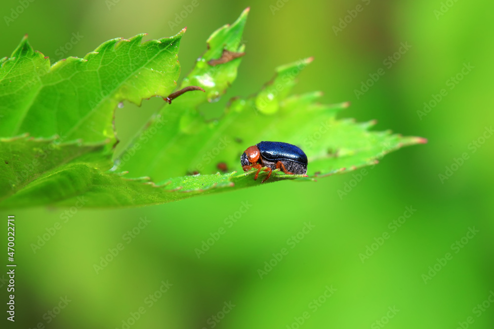 Fototapeta premium Leaf beetle on wild plants, North China