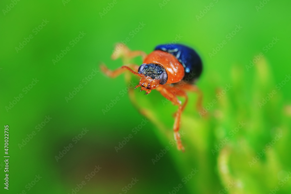 Leaf beetle on wild plants, North China