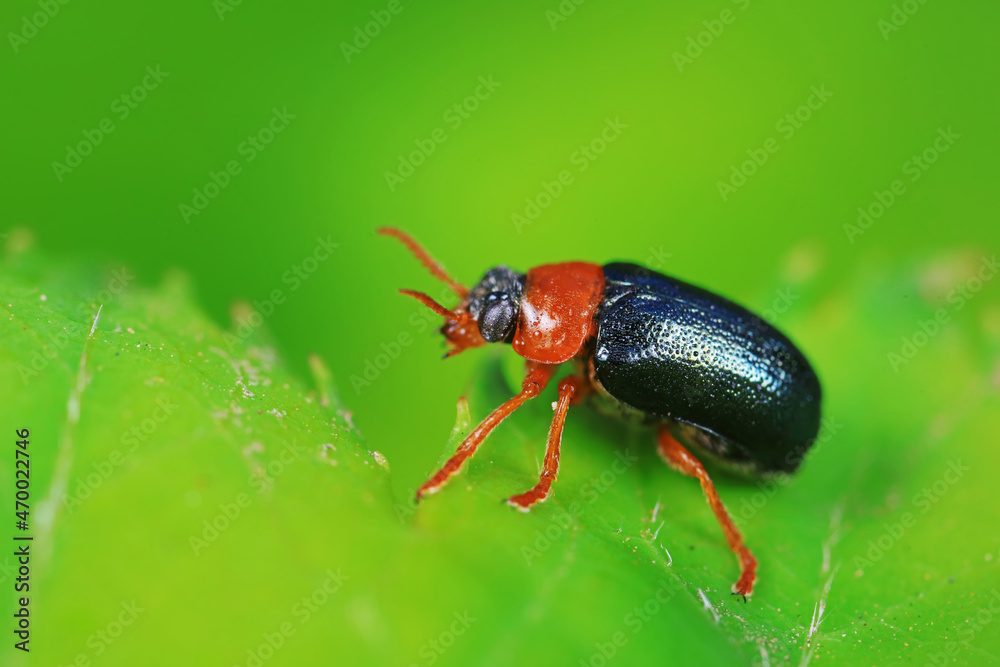Leaf beetle on wild plants, North China Leaf beetle on wild plants, North China