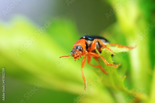 Leaf beetle on wild plants, North China © zhang yongxin