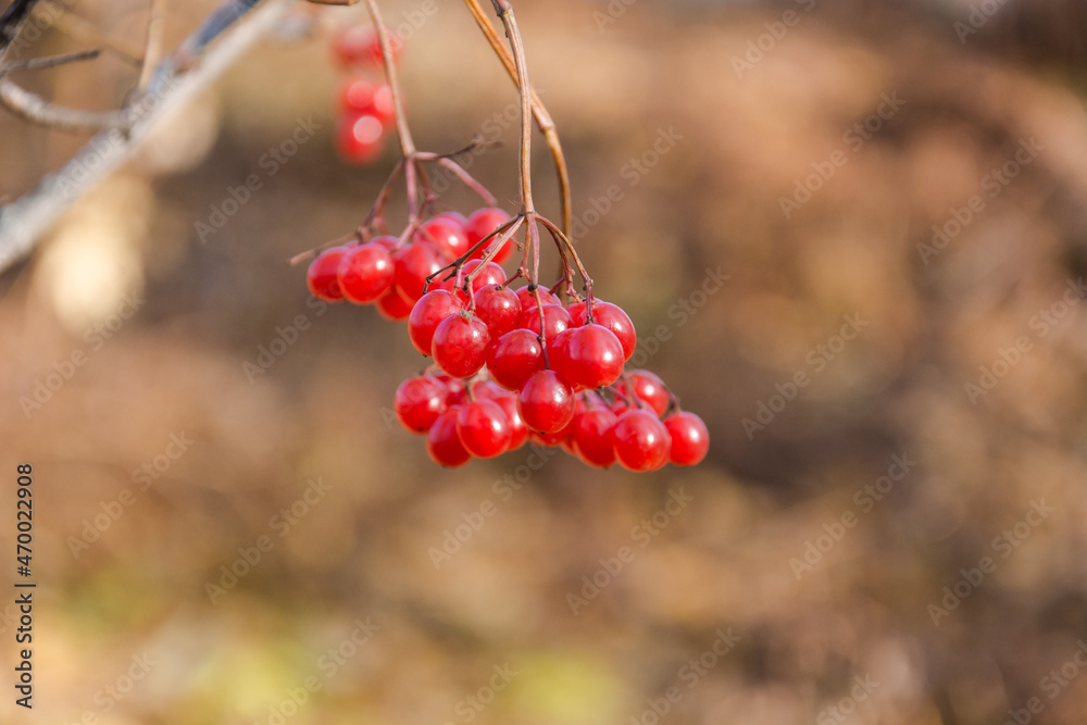 Viburnum branch. Wild berry. Viburnum in the autumn forest. Yellow leaves. Autumn landscape. The nature of Russia. Red berry.