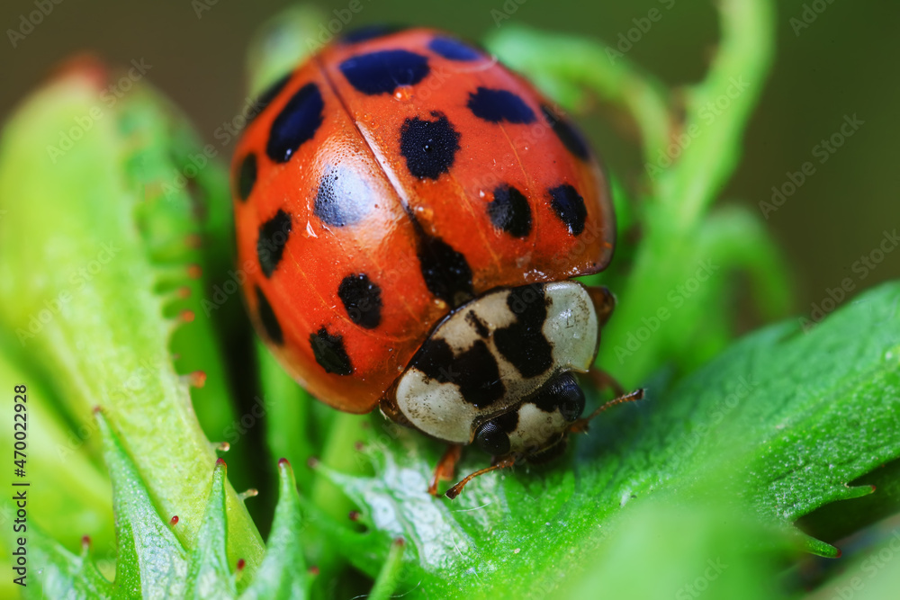 Fototapeta premium Ladybugs on wild plants, North China