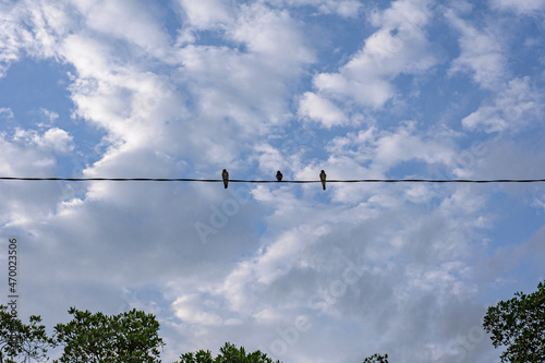 birds on the electric wire