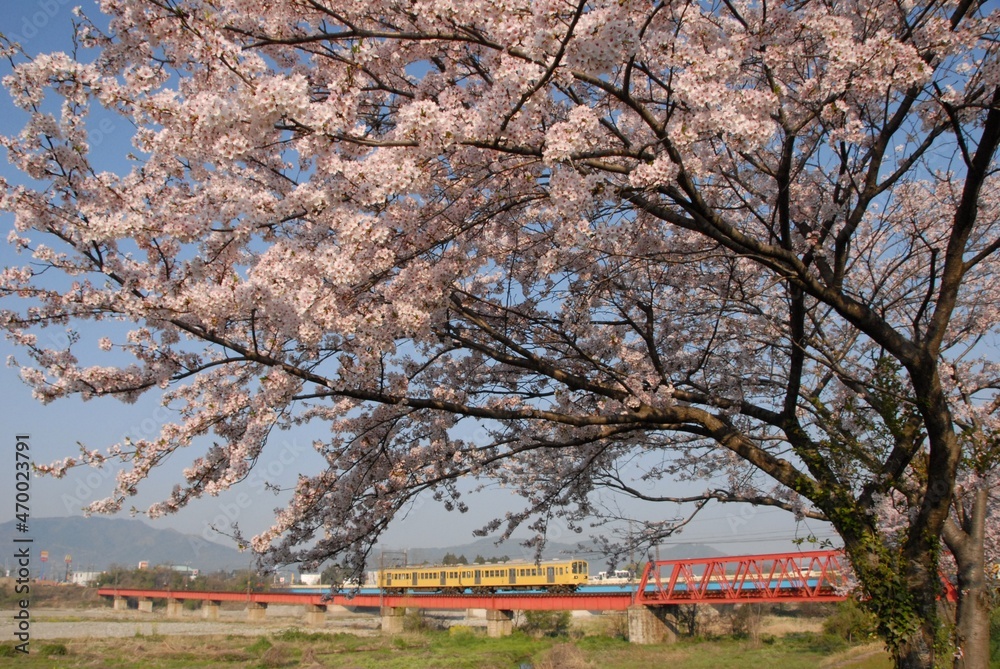 Japanese local train running countryside with cherry blossom in full bloom Japanese local train running countryside with cherry blossom in full bloom