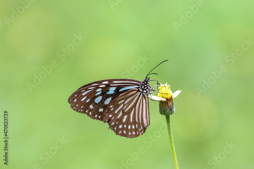 butterfly on a flower © sun1484
