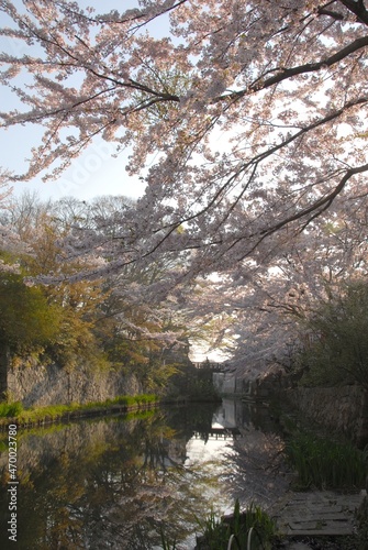 Hachiman-bori canal with cherry blossom in full bloom