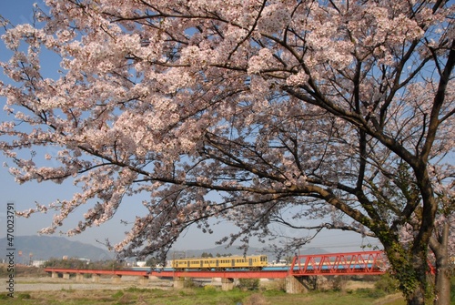 Japanese local train running countryside with cherry blossom in full bloom