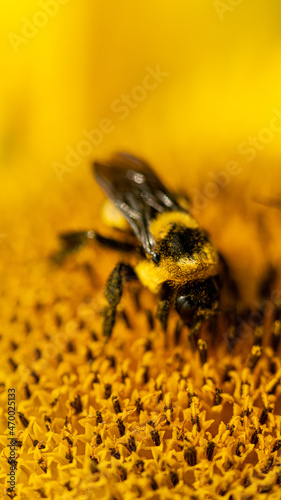bee on flower