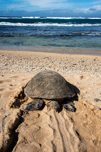 Hawaiian green sea turtle returning to the ocean after resting on the beach for the day