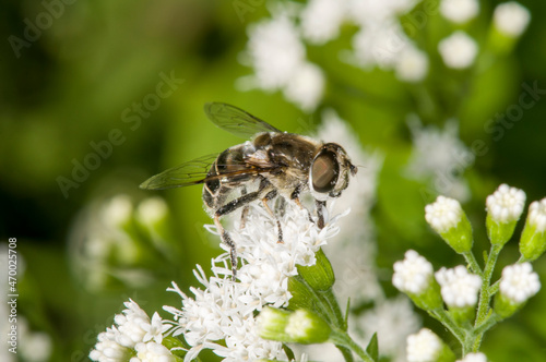 Side view of a Black-shouldered Drone Fly feeding on White Snakeroot flower. © silukstockimages