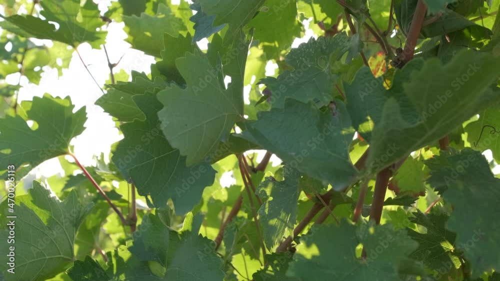 Green vineyard agriculture plant at summer Green vineyard agriculture plant at summer