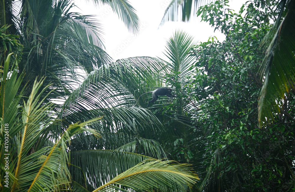 Fototapeta premium Monkey on a background of palm trees.