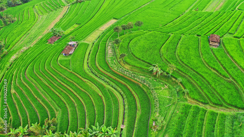 Rice terraces in island of Bali Rice terraces in island of Bali