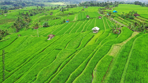 Rice fields of Bali