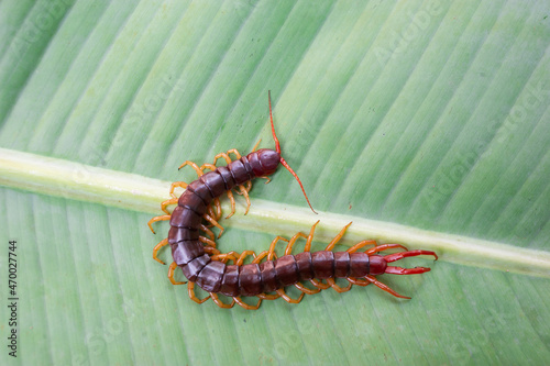 A centipede can bite. It is a poisonous animal and has a lot of legs. It's on banana leaf. © Anan