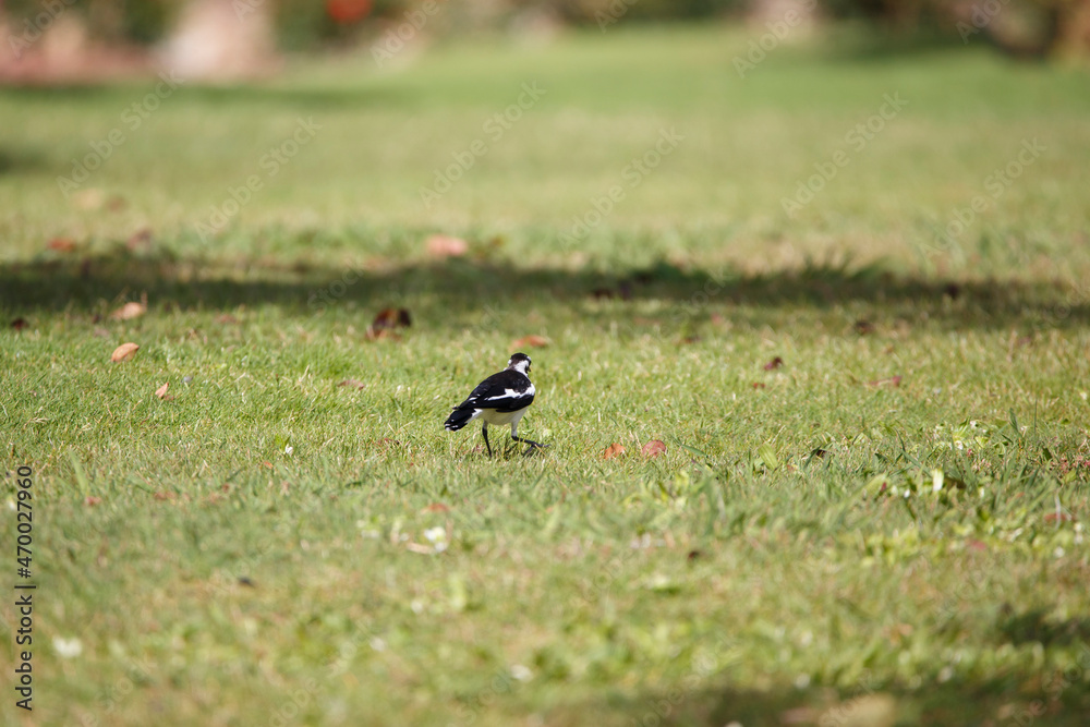 Australian magpie lark in a large field of green grass on a sunny day, searching for food in a park in Adelaide, South Australia Australian magpie lark in a large field of green grass on a sunny day, searching for food in a park in Adelaide, South Australia