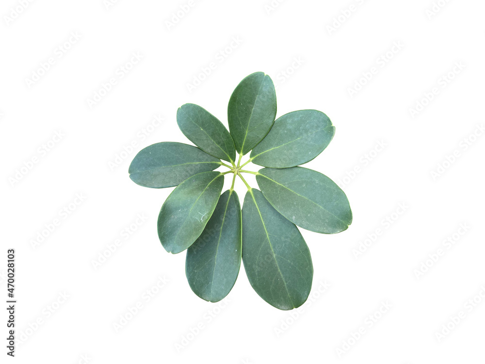 Green leaf isolated on white Background.