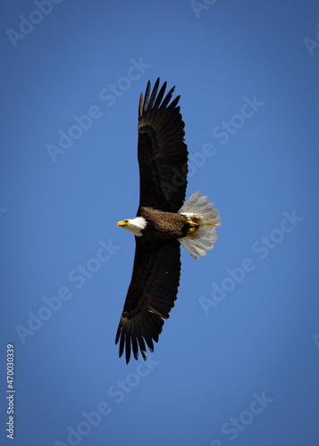 Valokuva Giant wingspan of a majestic Bald Eagle