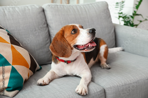Cute Beagle dog lying on sofa at home