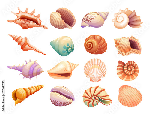Various collections of seashells illustration isolated on a white background