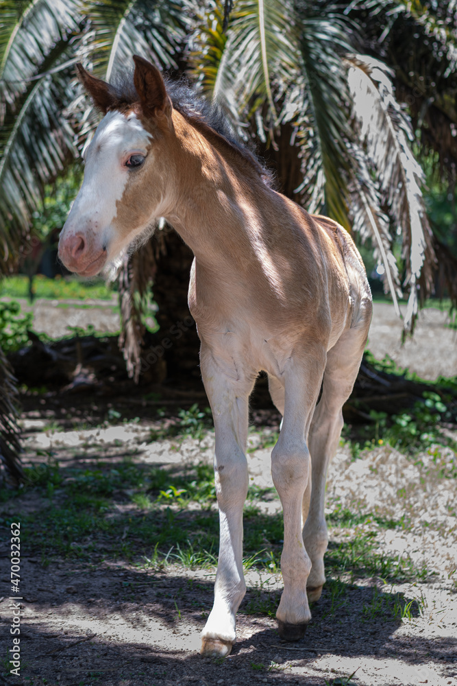 white horse on the farm potrillo white horse on the farm potrillo