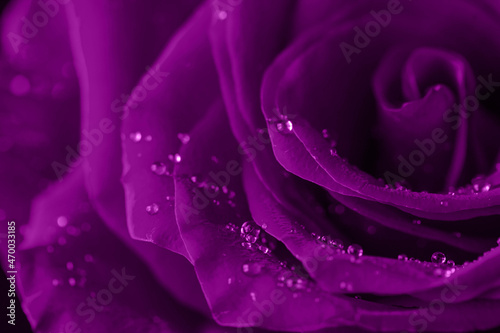 velvet violet rose flower detail with droplets, macro shot for mother's day greeting card or book notebook cover design. Selective focus