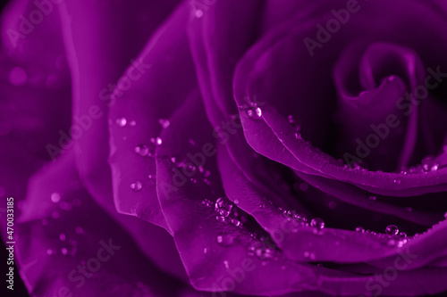 Fototapeta Naklejka Na Ścianę i Meble -  velvet violet rose flower detail with droplets, macro shot for mother's day greeting card or book notebook cover design. Selective focus