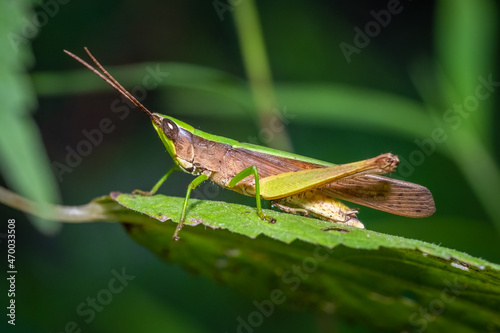 Provile view of a Clipped-winged Grasshopper (Metaleptea brevicornis). Raleigh, North Carolina.