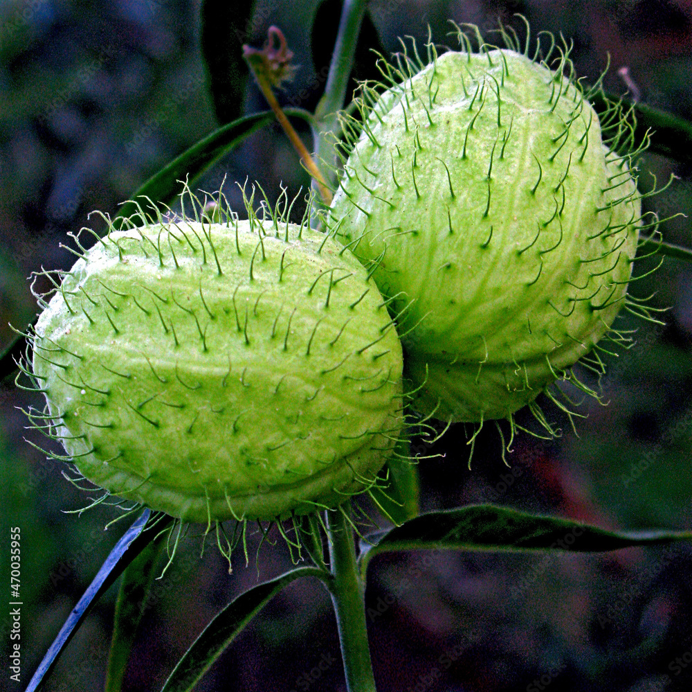 Fototapeta premium Flores. Paina-de-seda, paineirinha ( Gomphocarpus physocarpus )