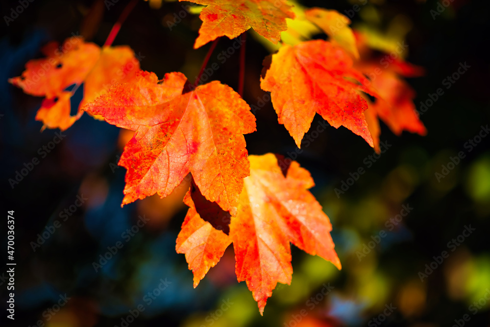 Close up of colorful maple leaves on the tree in the fall. Close up of colorful maple leaves on the tree in the fall.