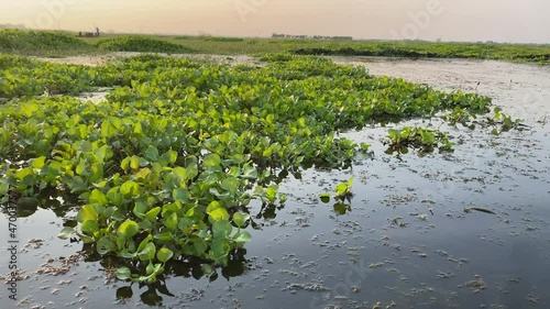 View Of marshland With Backwash From A Boat During bortirbil Trip In west Bengal. - POV, wide shot. Beautiful scenery of rural Bengal during sunset. photo