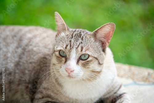 Silver cat laydown on the stone floor with blur background.