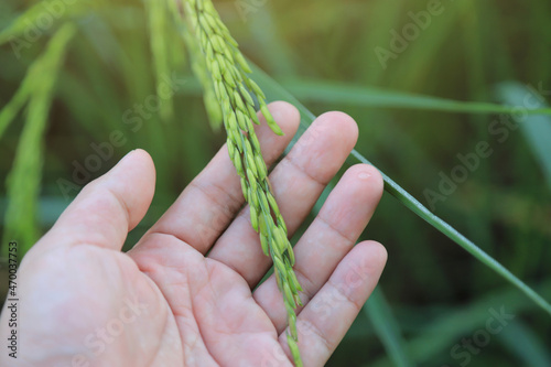 Farmer holding raw rice in field from local organic farm in Thailand