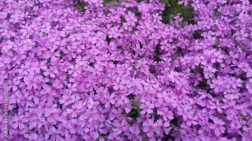 purple flowers