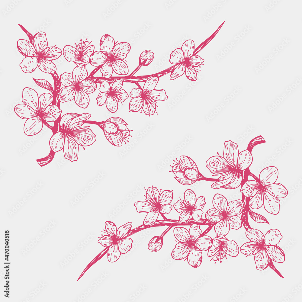 Sakura cherry blossom branch. Falling petals, flowers. Isolated flying realistic Japanese pink cherry or apricot floral elements fall down vector background. Cherry blossom branch, flower illustration