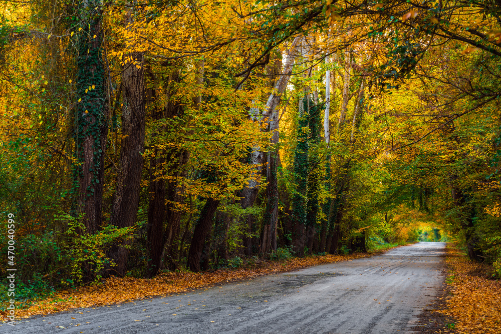 Asphalt road through the autumn forest